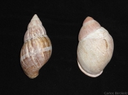 Conchas do caramujo-gigante-africano (esq.) e do caramujo-branco ou jatutá (dir.). Foto: Carlos Birckolz
